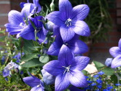 blaue Blume