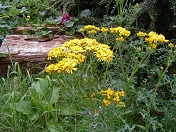 Weisnichtwas